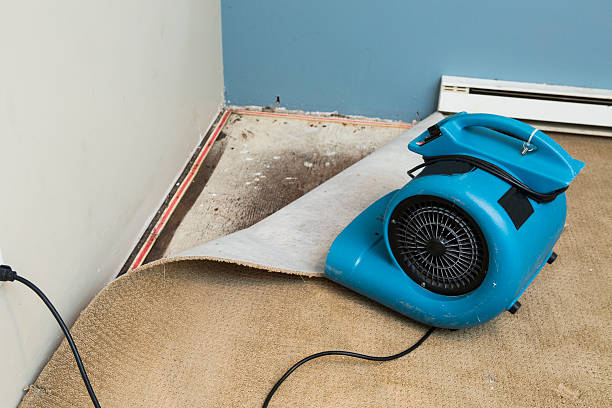 Best Water damage mitigation services  in Ludington, MI